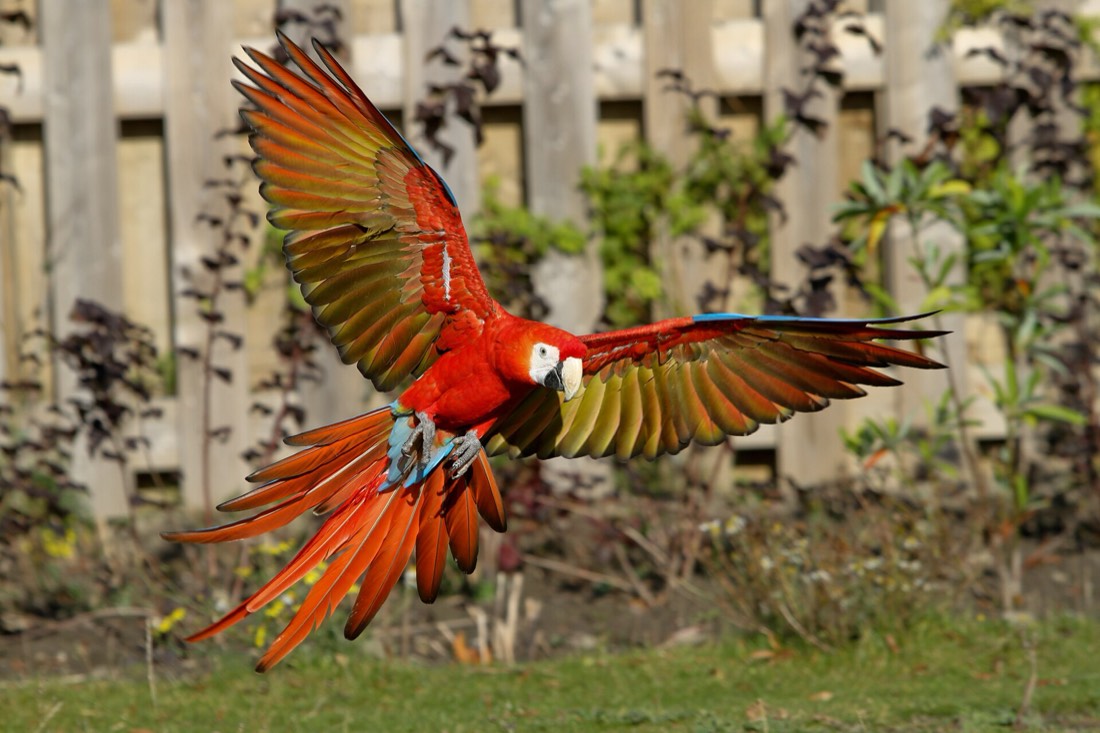 Parque das Aves